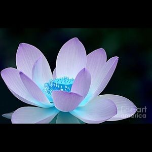 Meet your Posher, Jeannita